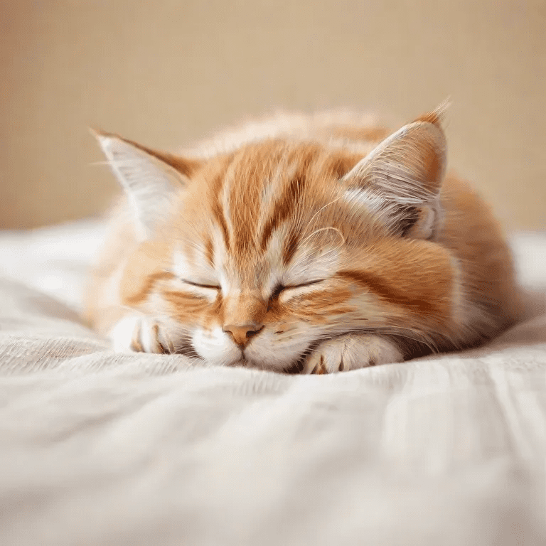 Спящий кот